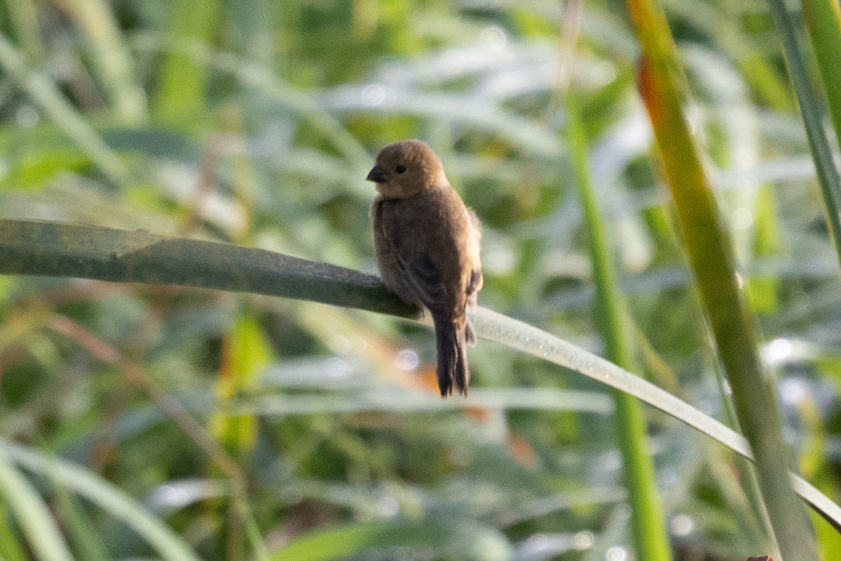 Ruddy-breasted Seedeater - ML638793327