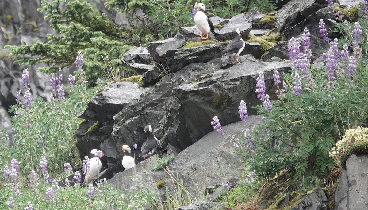 Horned Puffin - ML638793328