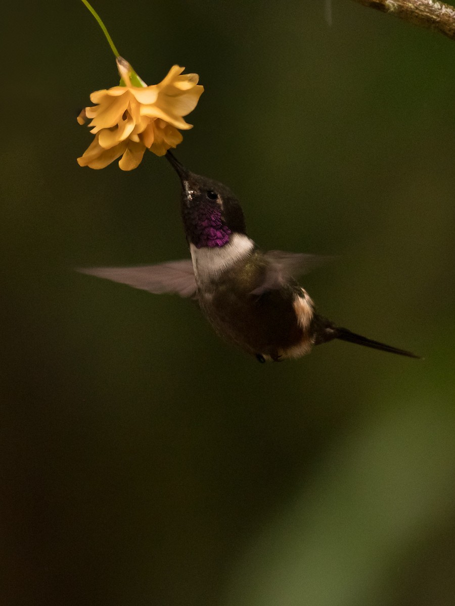 Purple-throated Woodstar - ML638793330