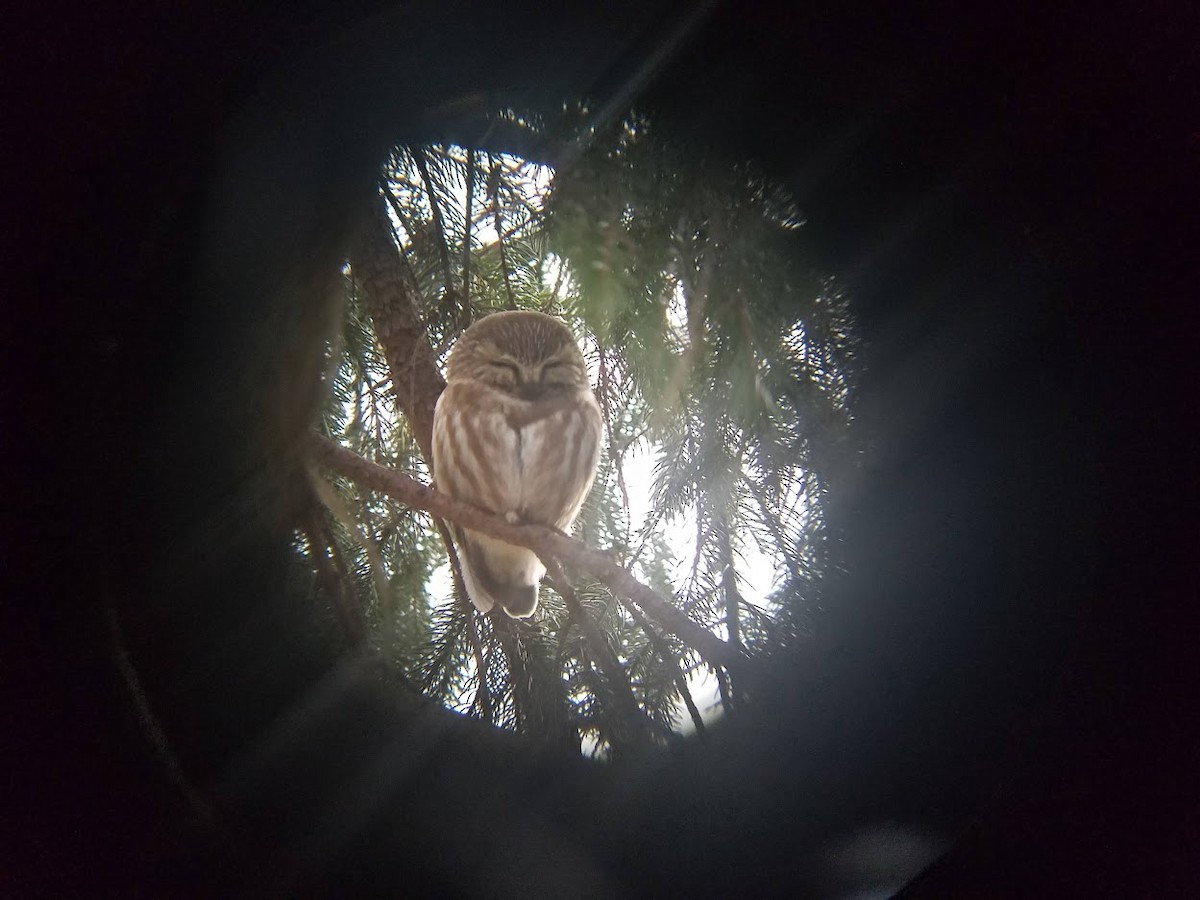 Northern Saw-whet Owl - ML638793333