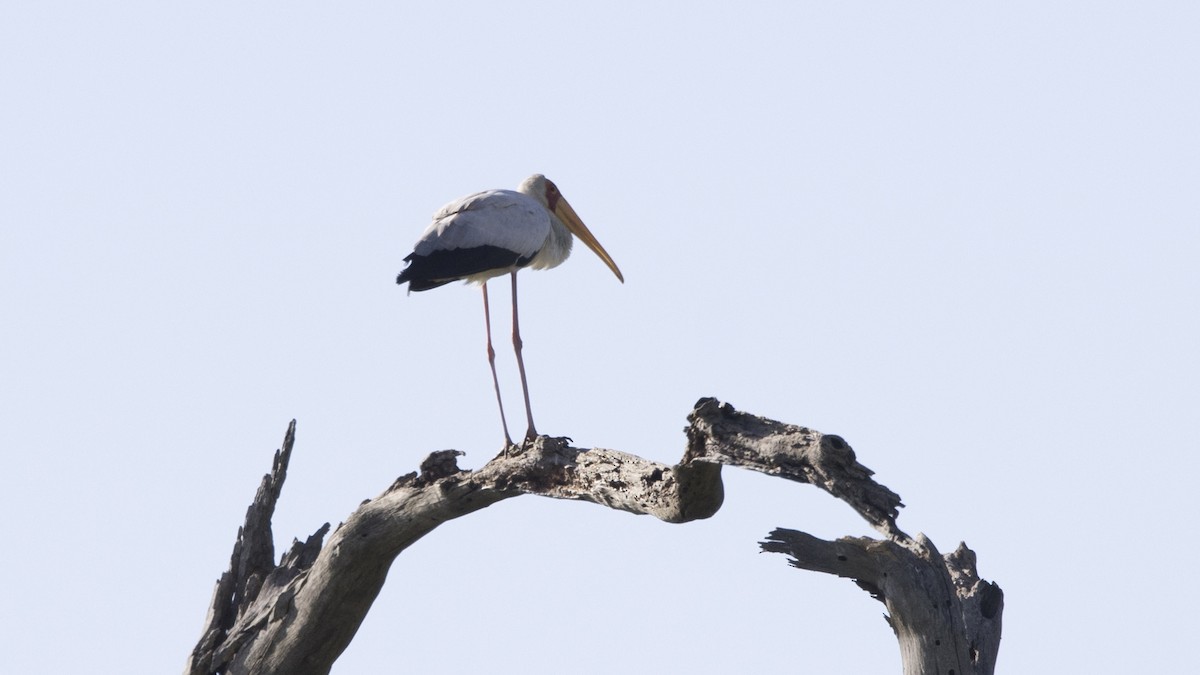 Yellow-billed Stork - ML638793334