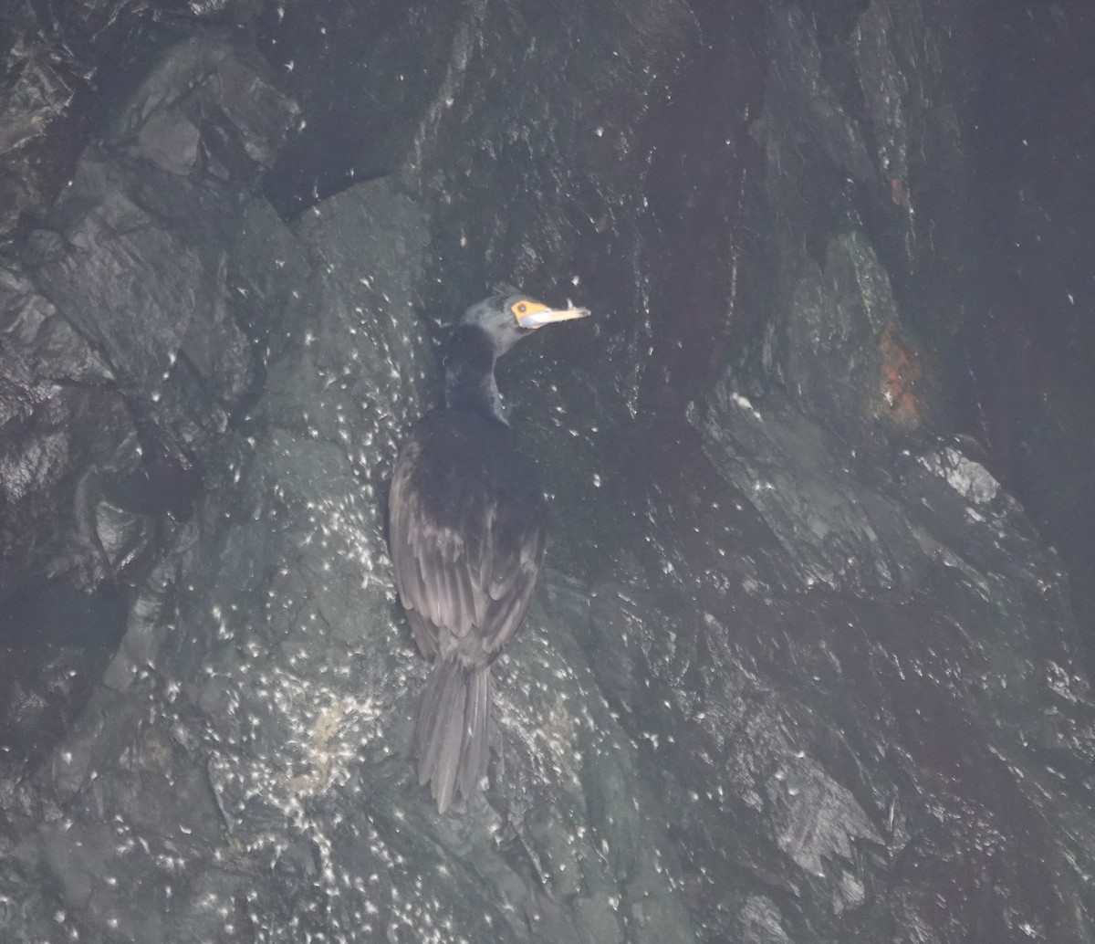 Red-faced Cormorant - ML638793337