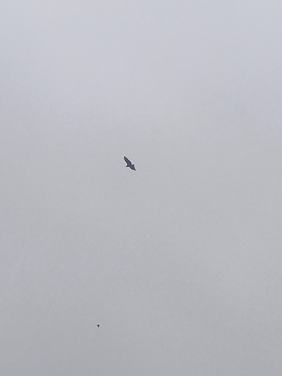 Black Vulture - ML638793340