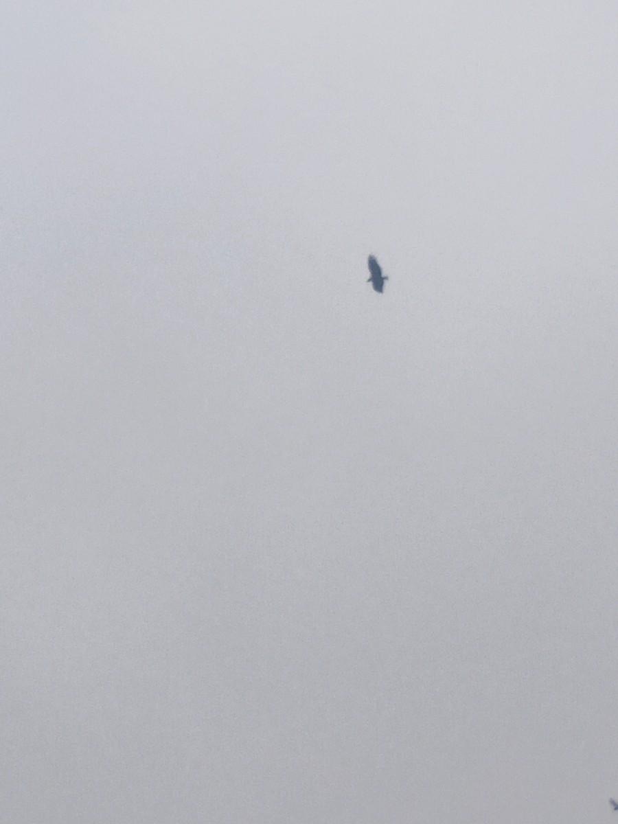 Black Vulture - ML638793341