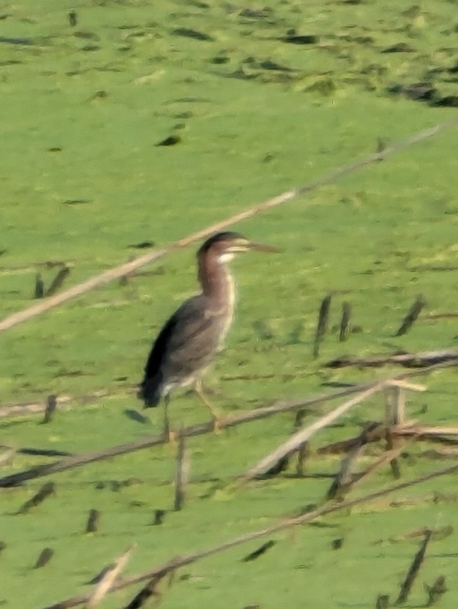 Green Heron - ML638793342