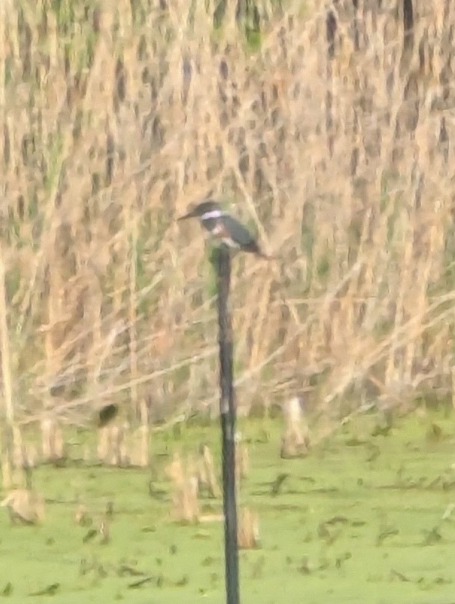 Belted Kingfisher - ML638793345