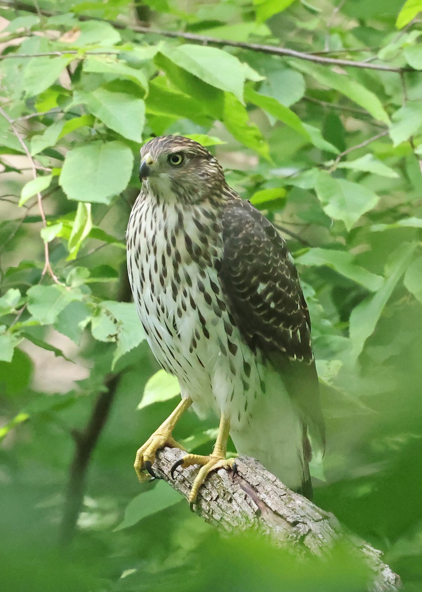 Cooper's Hawk - ML638793347