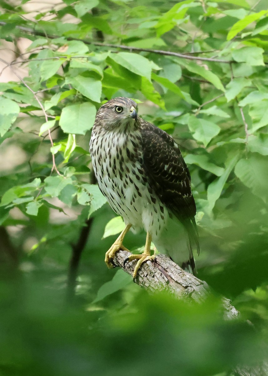 Cooper's Hawk - ML638793348