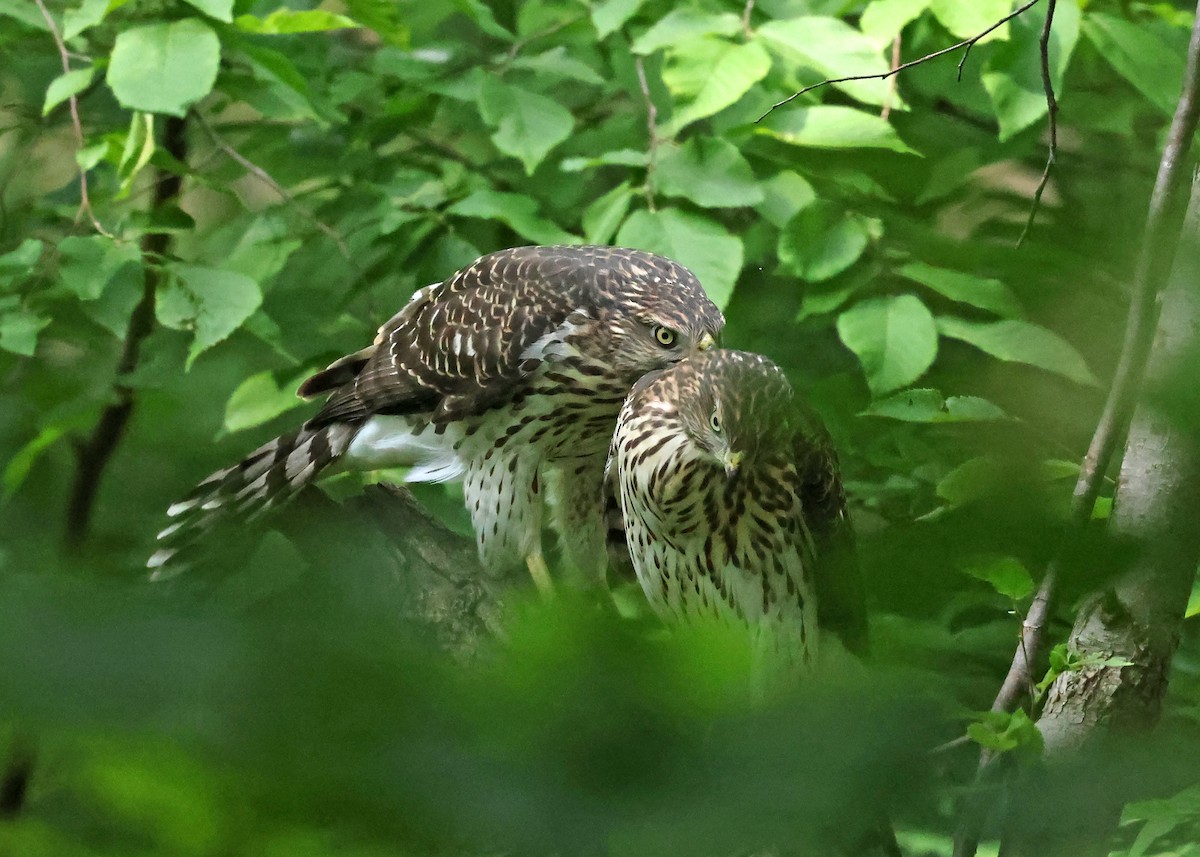 Cooper's Hawk - ML638793349