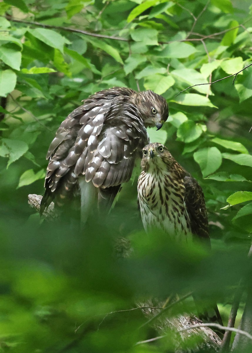 Cooper's Hawk - ML638793350