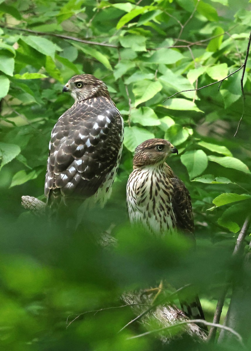 Cooper's Hawk - ML638793351