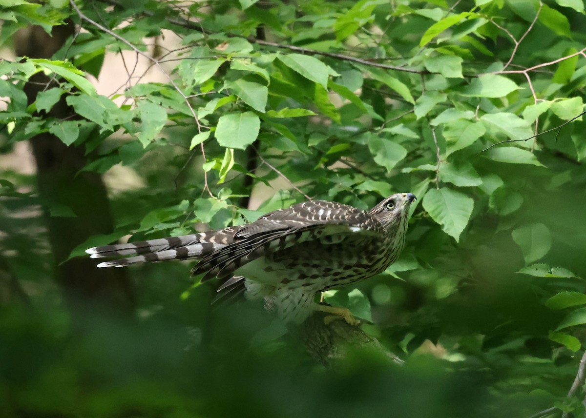 Cooper's Hawk - ML638793352
