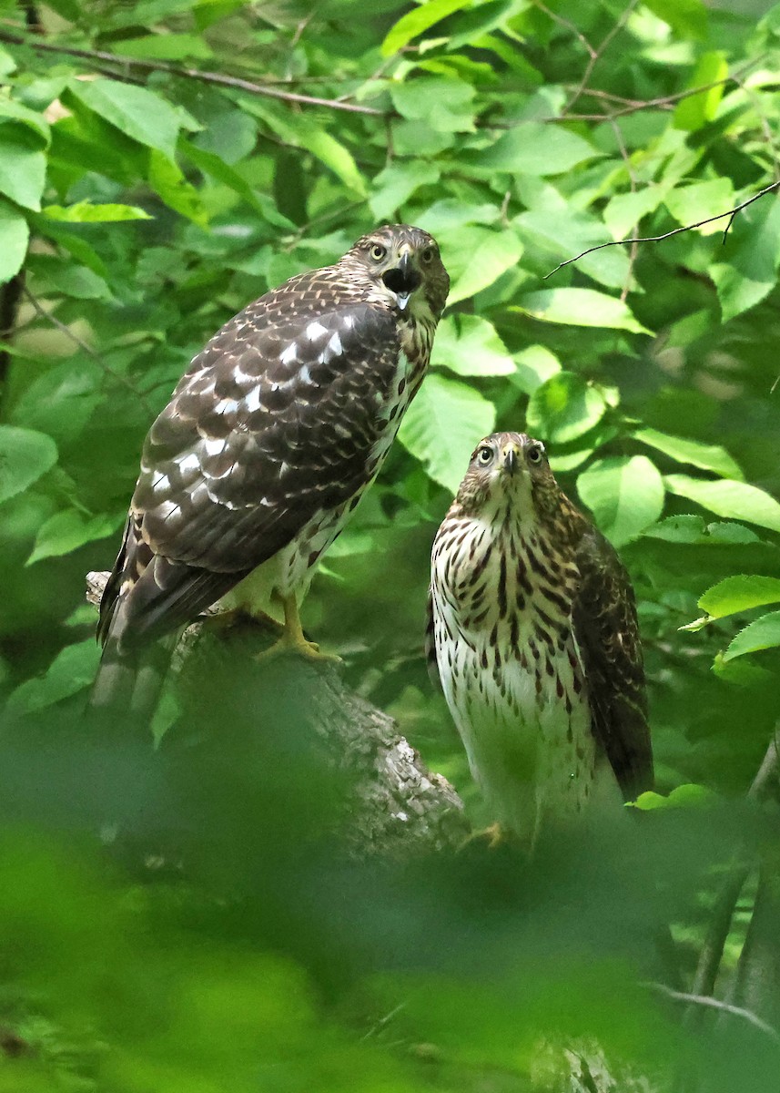Cooper's Hawk - ML638793353
