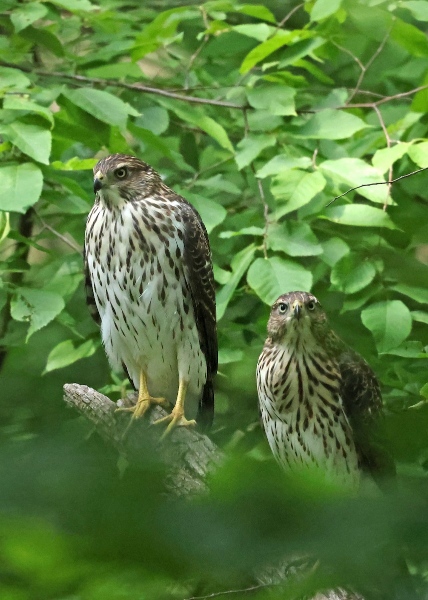 Cooper's Hawk - ML638793354