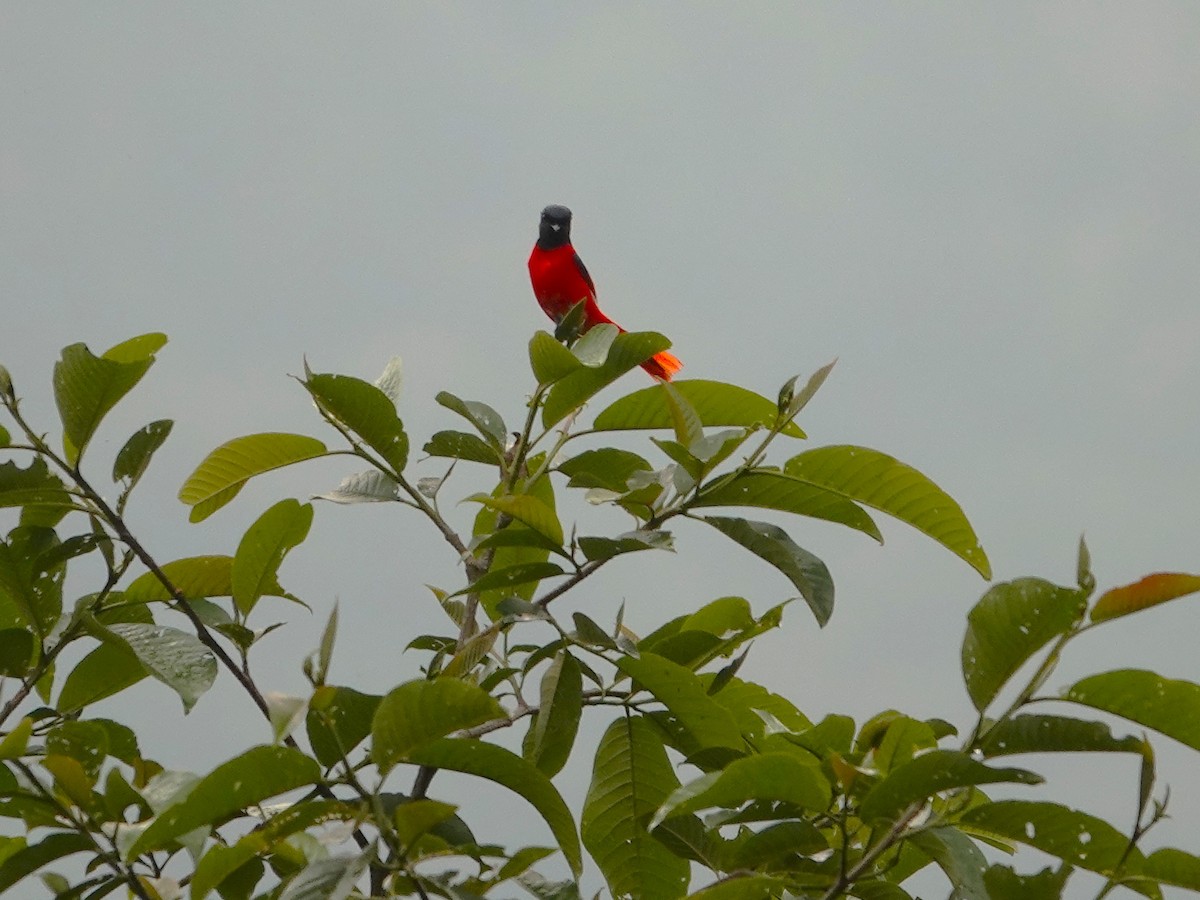 Short-billed Minivet - ML638793408