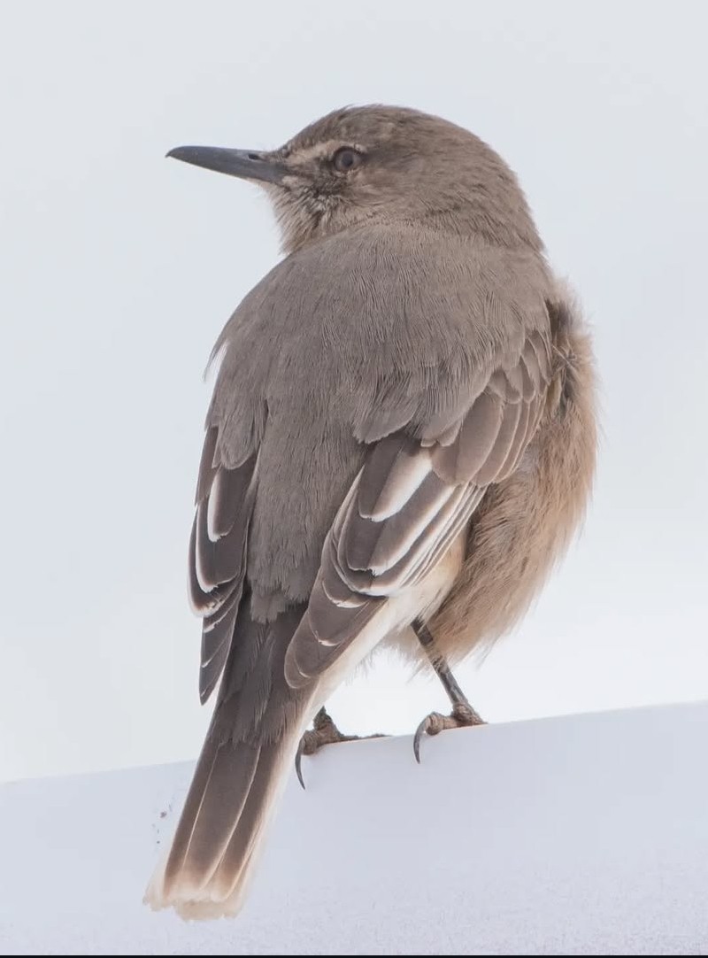 Black-billed Shrike-Tyrant - ML638793508