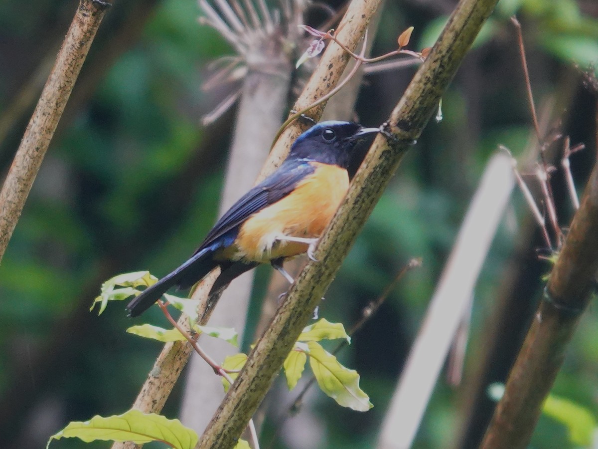 Rufous-bellied Niltava - ML638793510