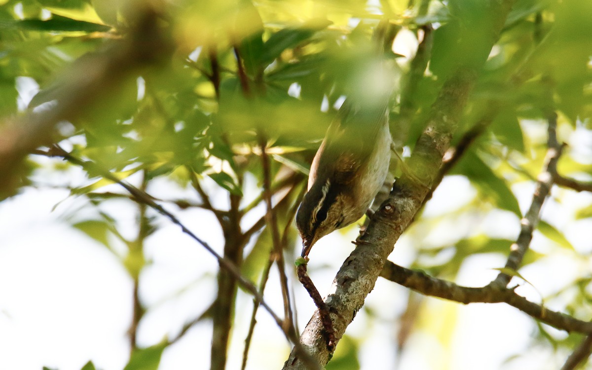 Sakhalin Leaf Warbler - ML638793512