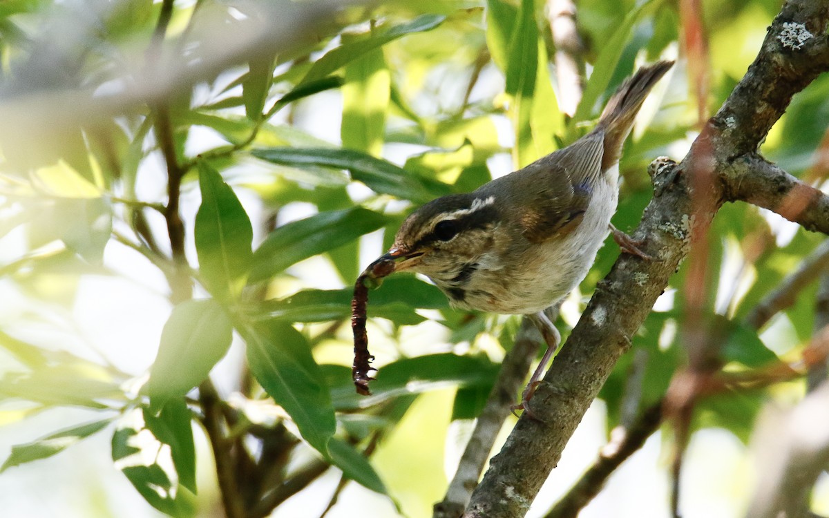 Sakhalin Leaf Warbler - ML638793513