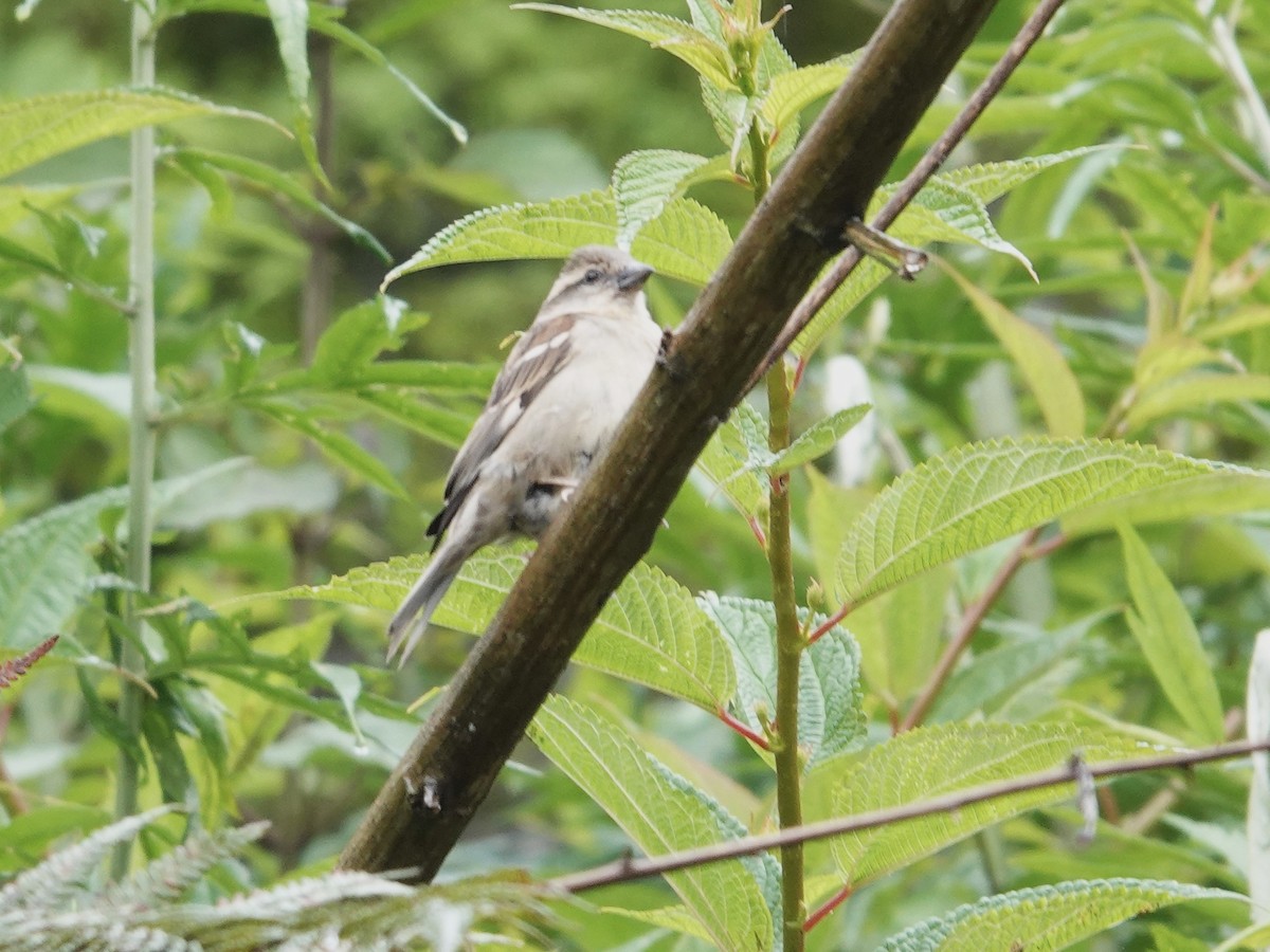 Russet Sparrow - ML638793537