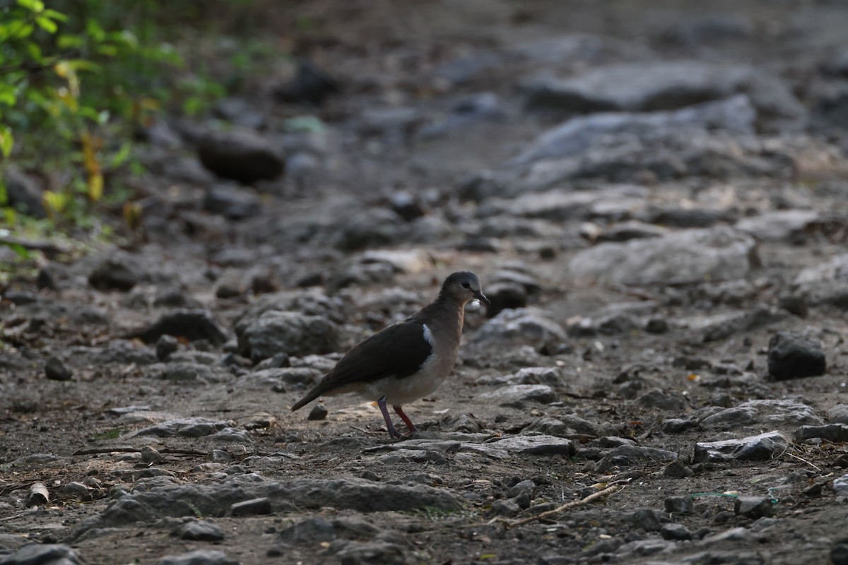Grenada Dove - ML638793570
