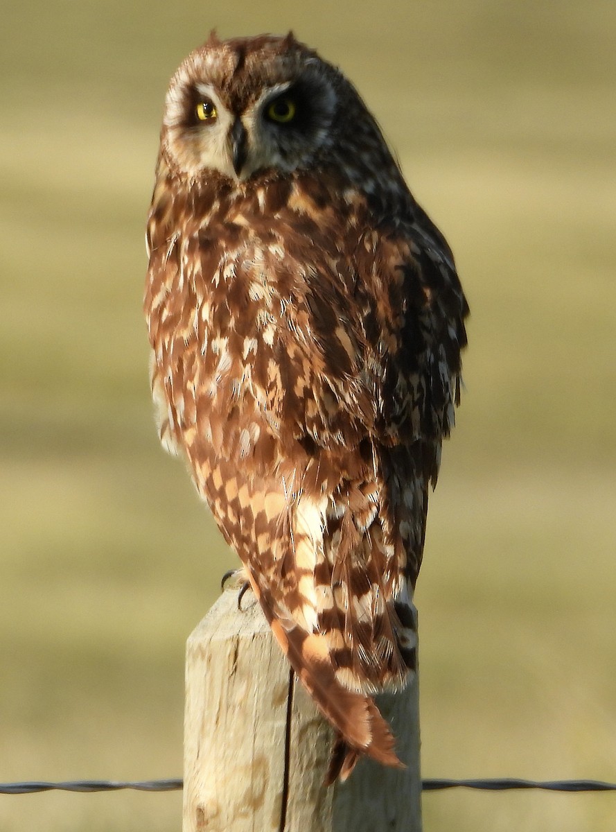 Short-eared Owl (Northern) - ML638793574
