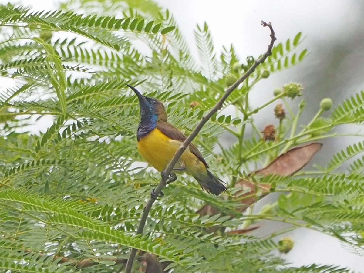 Ornate Sunbird - ML638793651