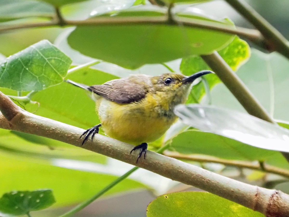Ornate Sunbird - ML638793652