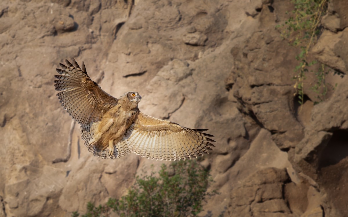 Eurasian Eagle-Owl - ML638793662