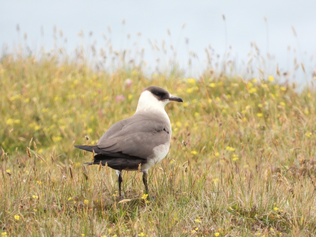 Parasitic Jaeger - ML638793684