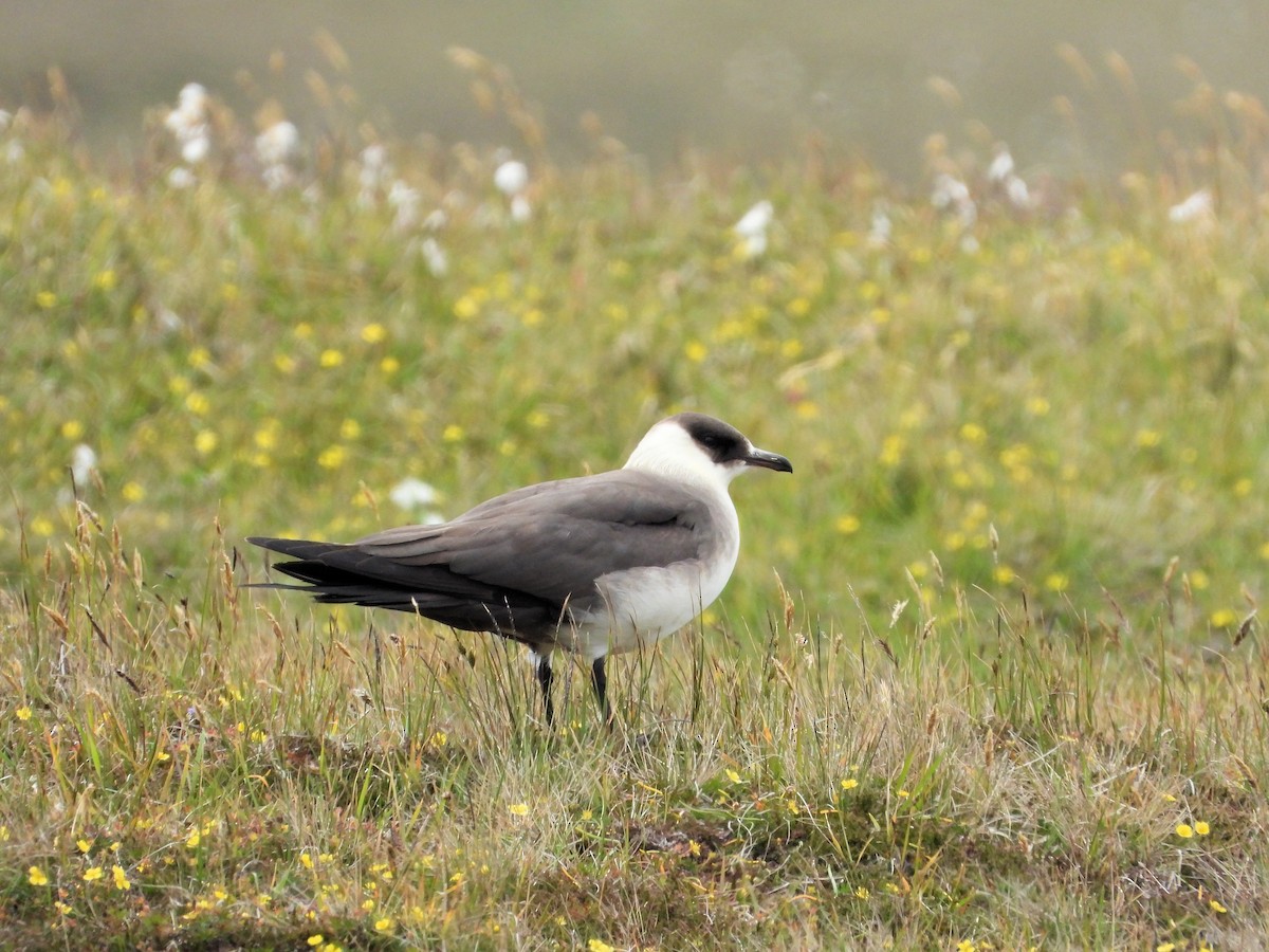 Parasitic Jaeger - ML638793686