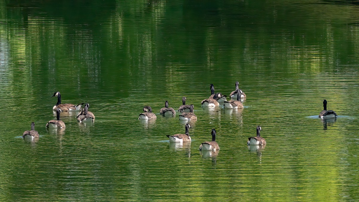 Canada Goose - ML638793689