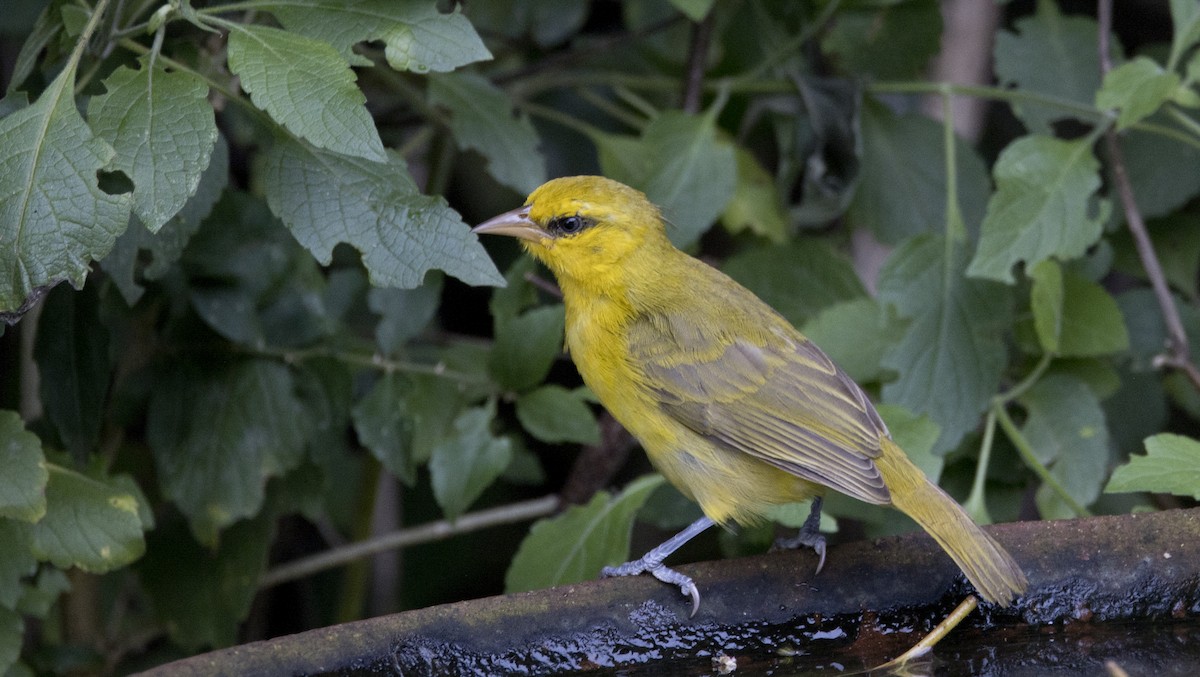 Spectacled Weaver - ML638793692
