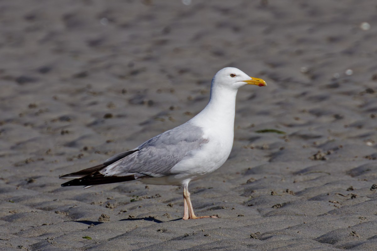 European Herring Gull - ML638793693