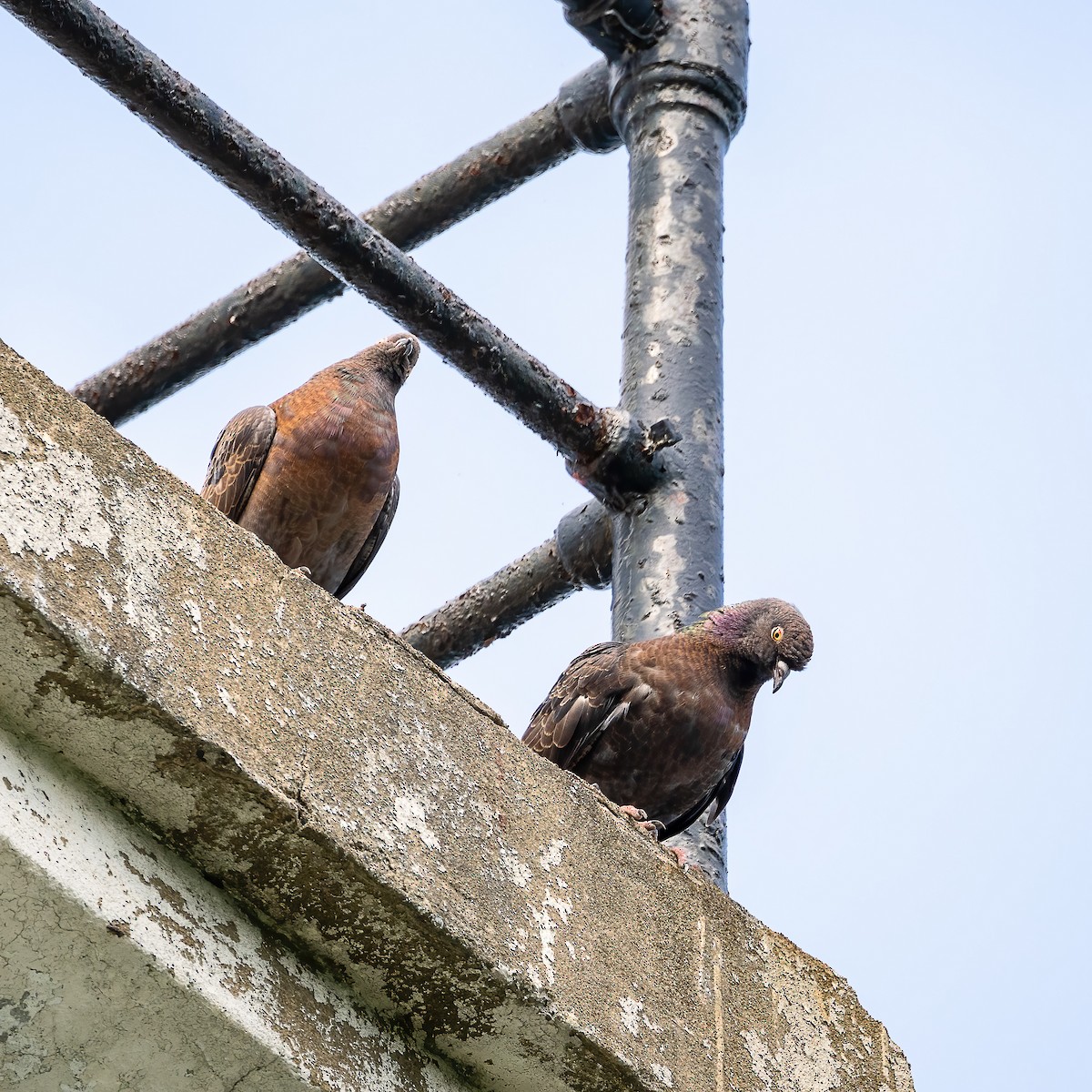 Rock Pigeon (Feral Pigeon) - ML638793695