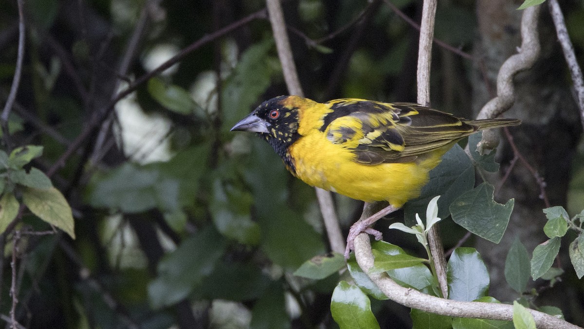 Village Weaver - ML638793698