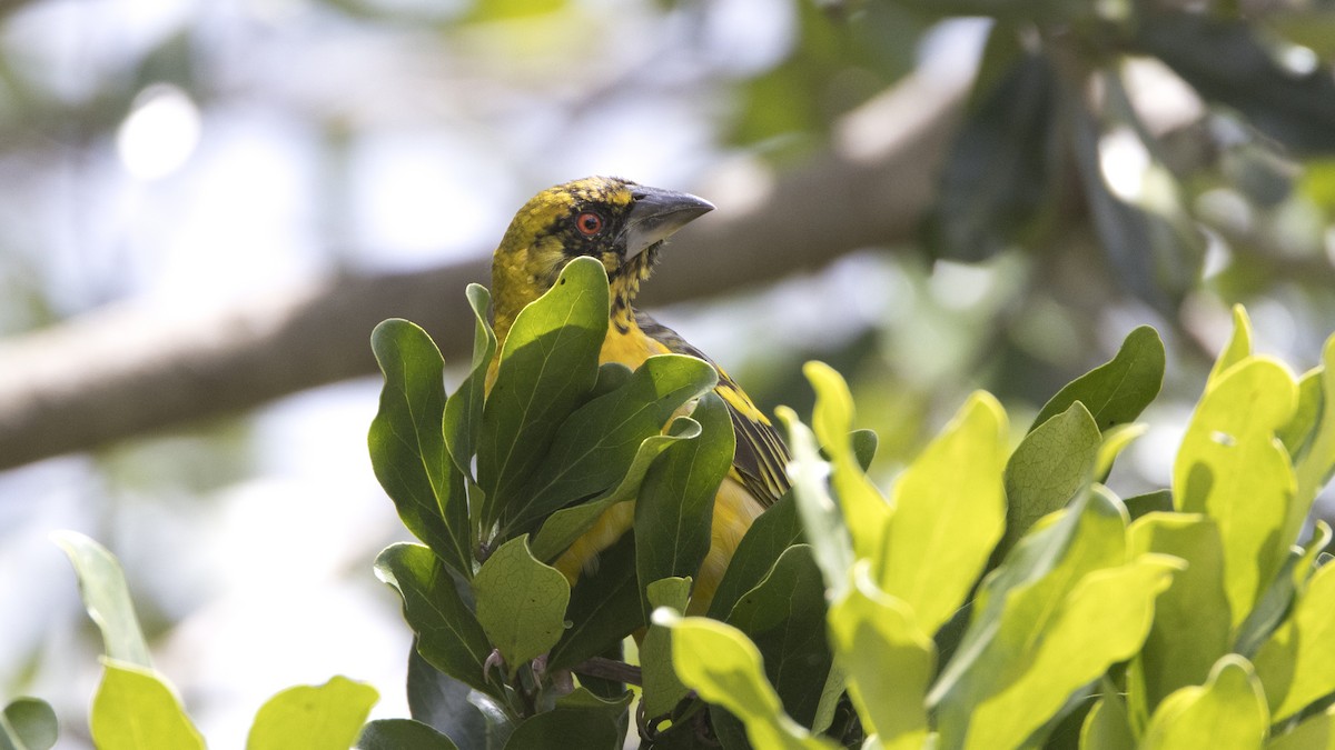 Village Weaver - ML638793699
