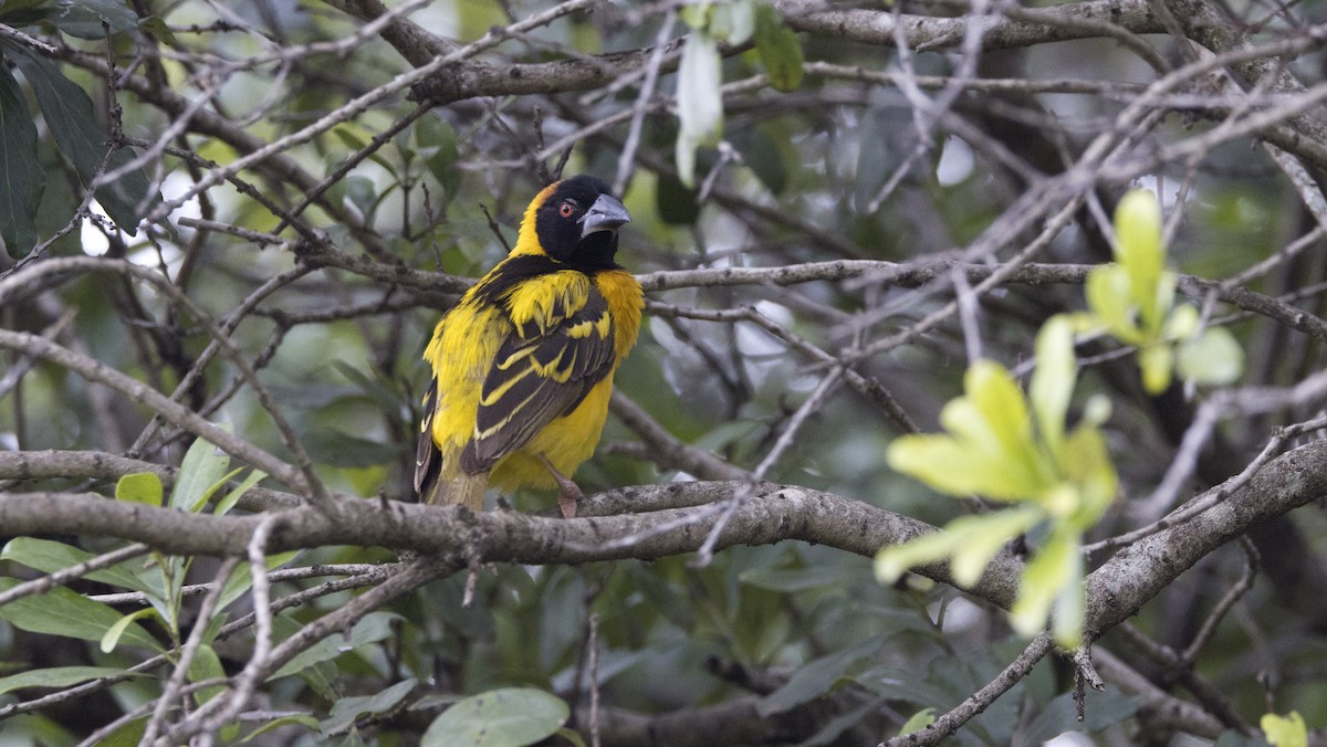 Village Weaver - ML638793700