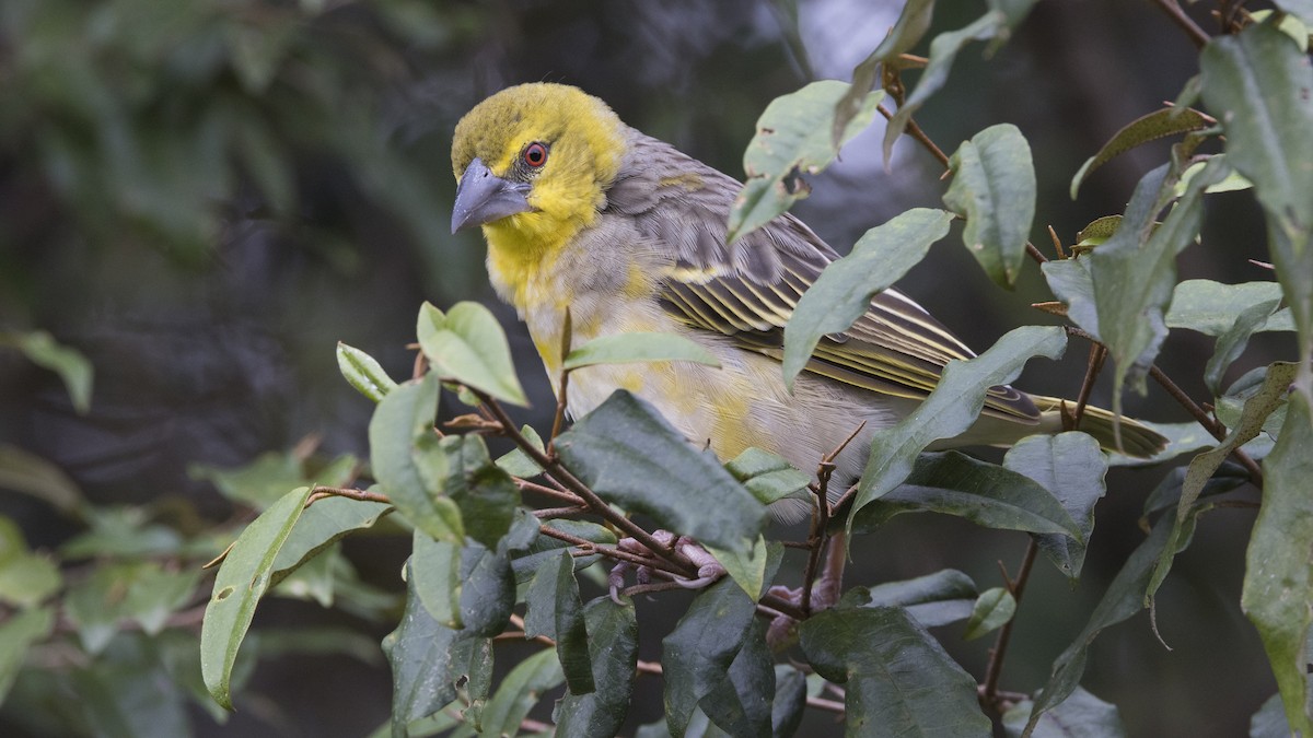 Village Weaver - ML638793701