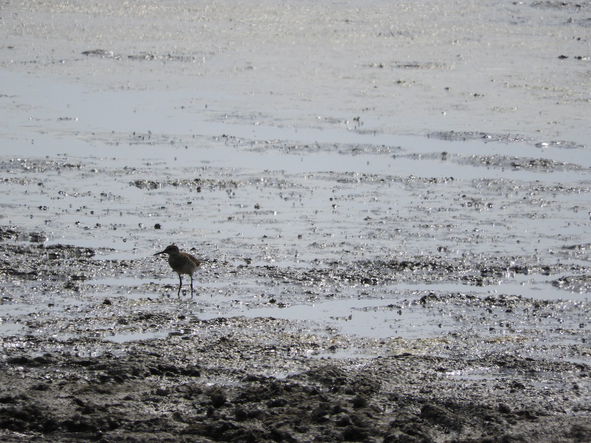 Wood Sandpiper - ML638793705