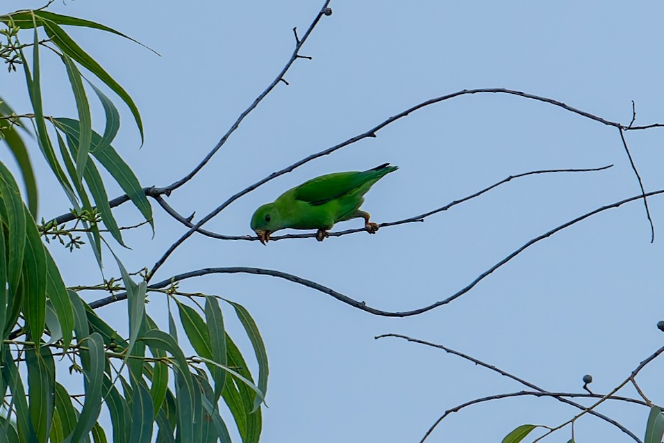 Vernal Hanging-Parrot - ML638793706