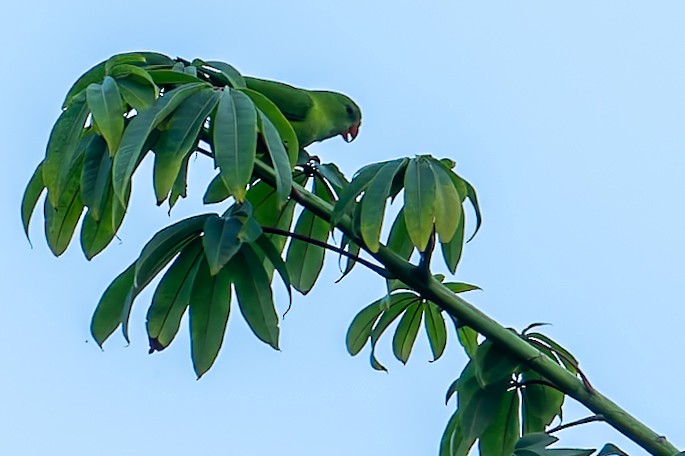 Vernal Hanging-Parrot - ML638793707