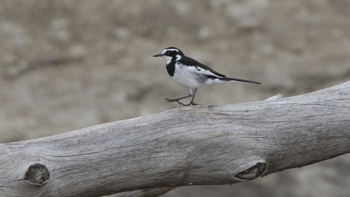 African Pied Wagtail - ML638793711
