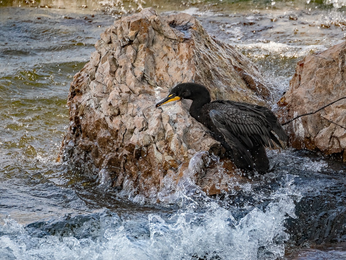 Double-crested Cormorant - ML638793716