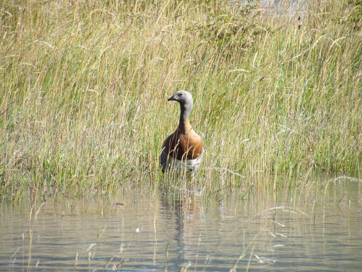 Ashy-headed Goose - ML638793729