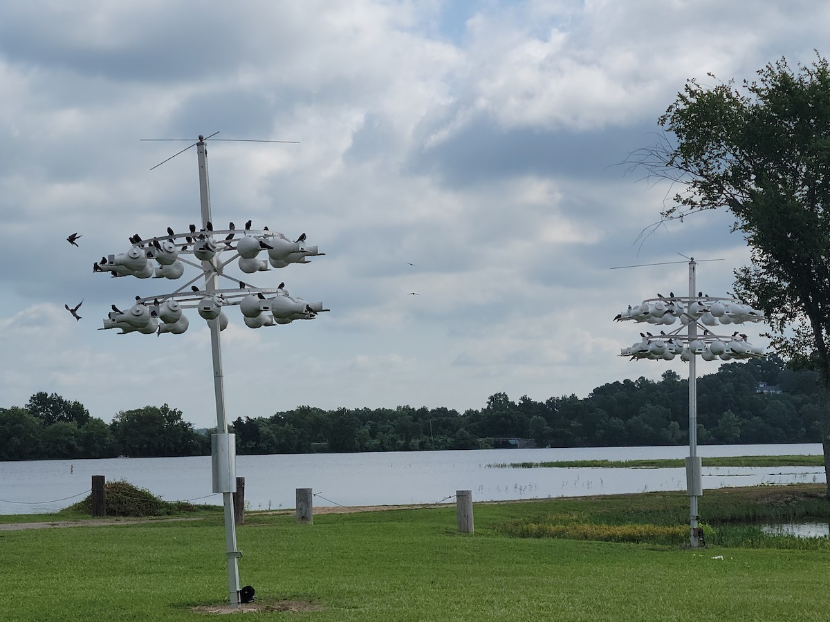 Purple Martin - ML638793731
