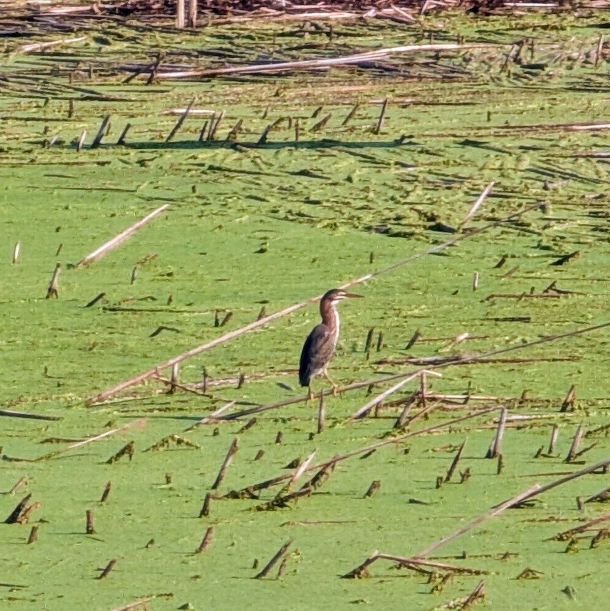 Green Heron - ML638793732