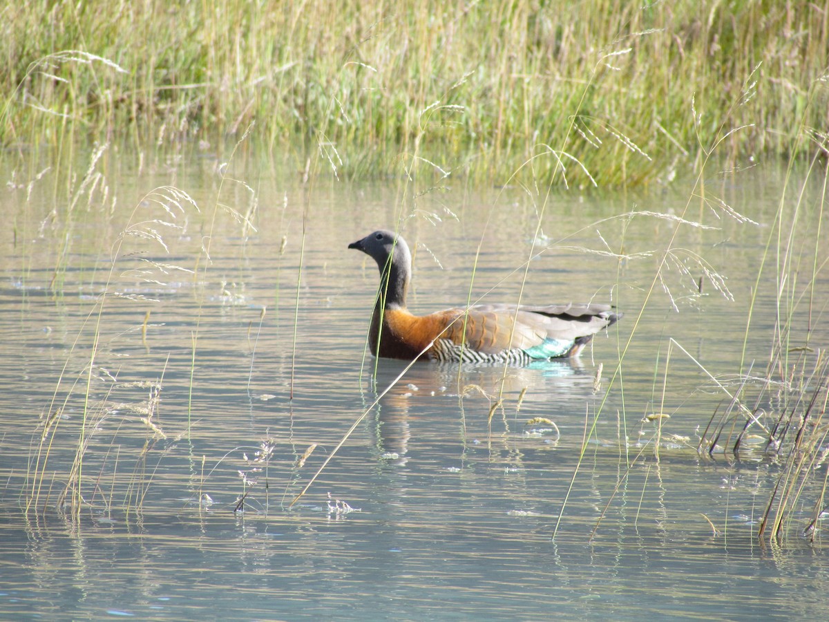 Ashy-headed Goose - ML638793745