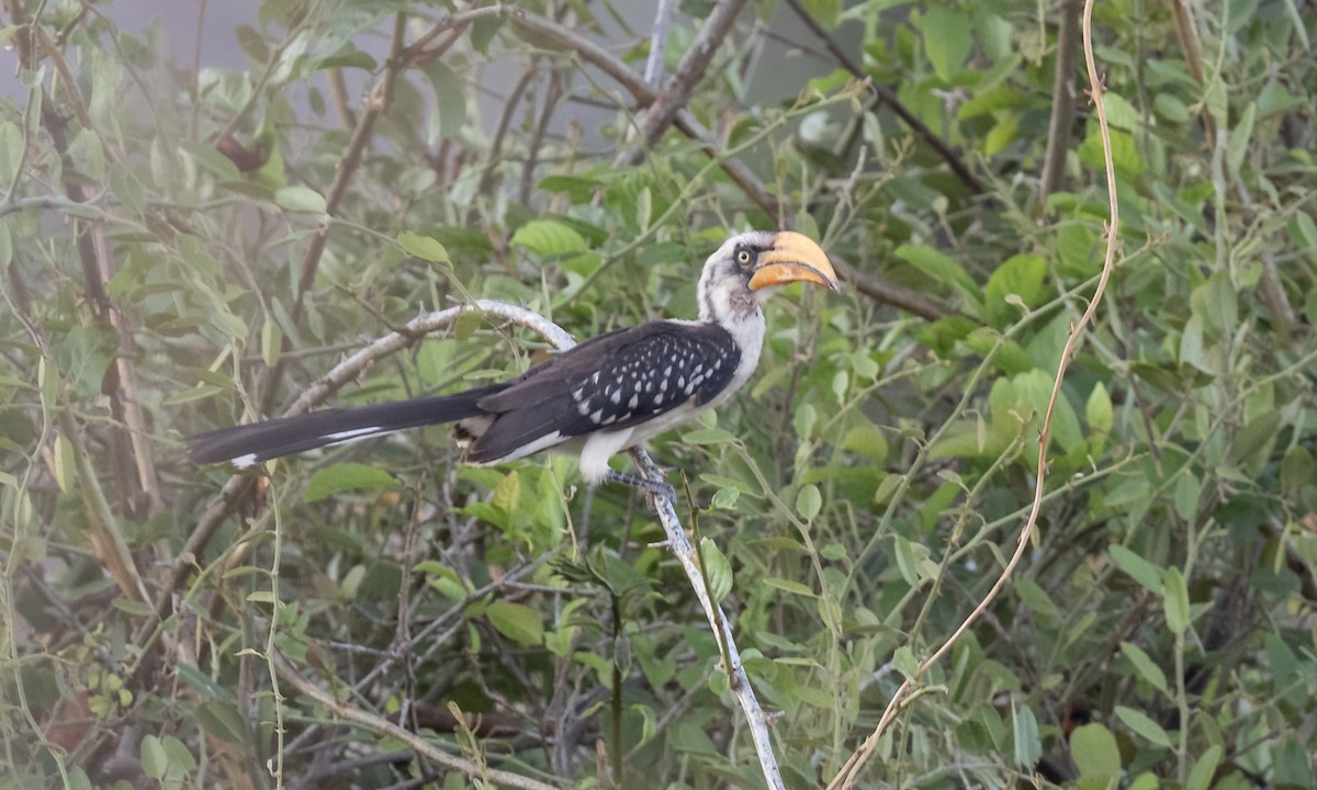 Eastern Yellow-billed Hornbill - ML638793760