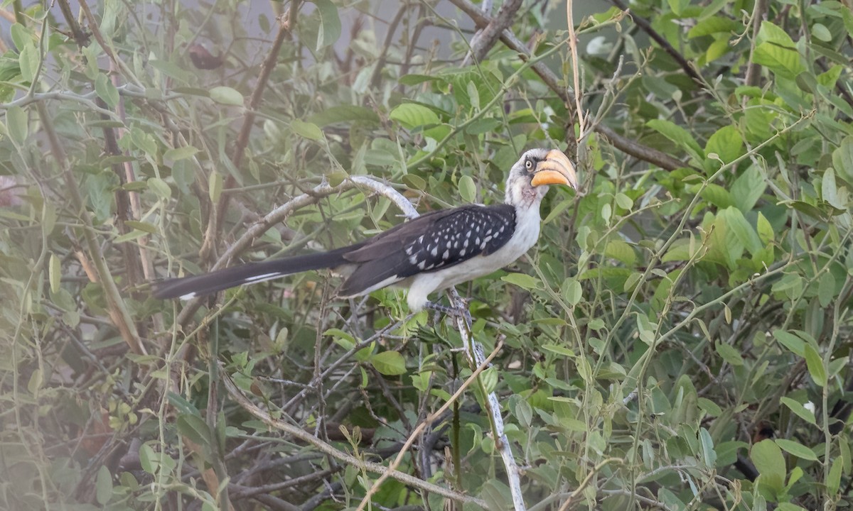 Eastern Yellow-billed Hornbill - ML638793761